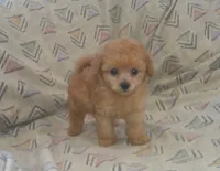 Hal, Toy Poodle male, in-home raised, non-shedding, a male Poodle - Toy  for sale in Interlochen, MI – 1 of 2