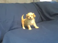 Ruby, a female Maltipoo for sale in Interlochen, MI – 4 of 5