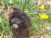 "Mini" MaltiPoo female, loves to play, a female Maltipoo for sale in Interlochen, MI – 3 of 10