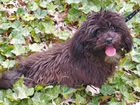 "Mini" MaltiPoo female, loves to play, a female Maltipoo for sale in Interlochen, MI – 2 of 10