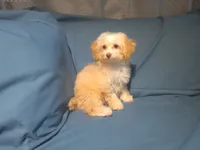 Scooter, MaltiPoo male, in home raised, non-shedding, a male Maltipoo and Poodle - Toy  for sale in Interlochen, MI – 2 of 3