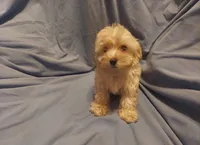 Atreyu - loves people - Sale $850, a male Maltipoo for sale in Interlochen, MI – 3 of 3
