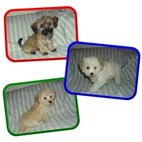 dallysdogs.com, a  Maltipoo for sale in Interlochen, MI – Photo 3 of 7