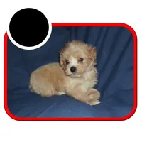 dallysdogs.com, a  Maltipoo for sale in Interlochen, MI – Photo 4 of 7
