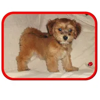 dallysdogs.com, a  Maltipoo for sale in Interlochen, MI – Photo 1 of 7