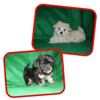 dallysdogs.com, a  Maltipoo for sale in Interlochen, MI – Photo 7 of 7