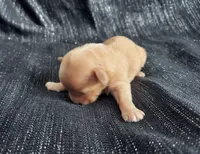 Holly, in-home raised, a female Maltipoo for sale in Interlochen, MI – Photo 3 of 3