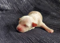 Holly, in-home raised, a female Maltipoo for sale in Interlochen, MI – Photo 2 of 3