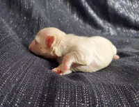 Holly, in-home raised, a female Maltipoo for sale in Interlochen, MI – Photo 1 of 3