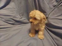 Atreyu - loves people - Sale $850, a male Maltipoo for sale in Interlochen, MI – 2 of 3