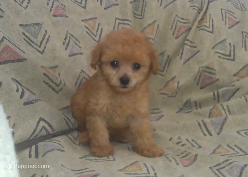 Hal - In-Home-Raised Toy Poodle male – Poodle - Toy  puppy for sale in Interlochen, MI