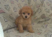 Hal - In-Home-Raised Toy Poodle male, a male Poodle - Toy  for sale in Interlochen, MI – 1 of 5
