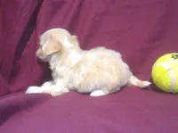Onyx - Teacup, a male Maltipoo for sale in Interlochen, MI – 4 of 6