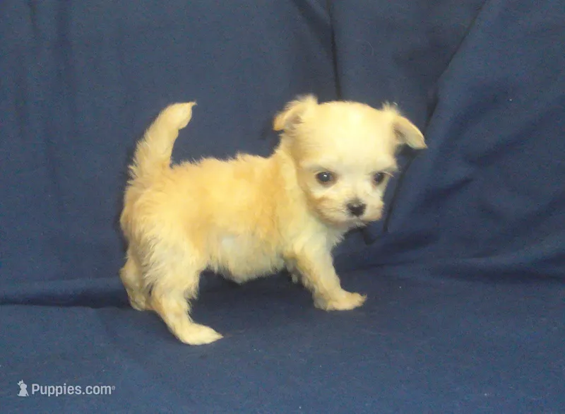 Polly - great for apartments - MaltiPoo female – Maltipoo, Maltese puppy for sale in Interlochen, MI