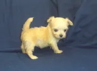 Polly - great for apartments - MaltiPoo female, a female Maltipoo and Maltese for sale in Interlochen, MI – 1 of 5