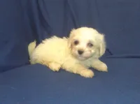 Peggy Sue - great for apartments - MaltiPoo female, a female Maltipoo and Maltese for sale in Interlochen, MI – 4 of 5