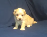 Amethyst, a female Maltipoo for sale in Interlochen, MI – 5 of 9