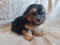 Micky- in-home raised, non-shedding, a male Maltipoo for sale in Interlochen, MI – 2 of 4