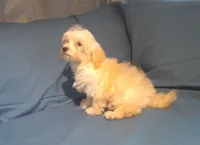 Spike, MaltiPoo male, non-shedding, in home raised, a male Maltipoo and Poodle - Toy  for sale in Interlochen, MI – 3 of 5