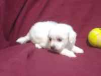 Jasper - Teacup, a male Maltipoo for sale in Interlochen, MI – 3 of 4