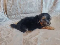 Micky- in-home raised, non-shedding, a male Maltipoo for sale in Interlochen, MI – 4 of 4