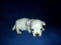 Hannah, non-shedding, a female Maltipoo and Poodle - Toy  for sale in Interlochen, MI – Photo 1 of 3