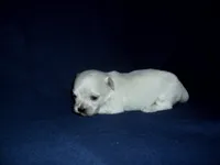 Hannah, non-shedding, a female Maltipoo and Poodle - Toy  for sale in Interlochen, MI – Photo 2 of 3