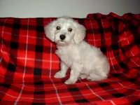 Lad is in home raised & non-shedding, a male Maltipoo and Poodle - Toy  for sale in Interlochen, MI – Photo 3 of 6