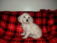 Lad is in home raised & non-shedding, a male Maltipoo and Poodle - Toy  for sale in Interlochen, MI – Photo 5 of 6