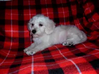 Lad is in home raised & non-shedding, a male Maltipoo and Poodle - Toy  for sale in Interlochen, MI – Photo 6 of 6