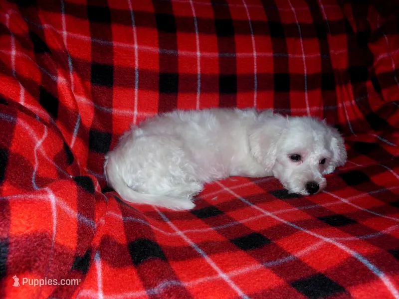 Lad is in home raised & non-shedding – Maltipoo, Poodle - Toy  puppy for sale in Interlochen, MI