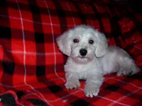 Lad is in home raised & non-shedding, a male Maltipoo and Poodle - Toy  for sale in Interlochen, MI – Photo 2 of 6