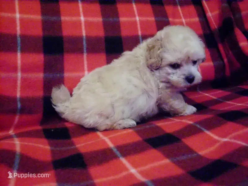 Toby, MaltiPoo, non-shedding
