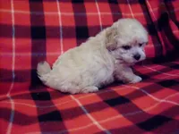 Toby, MaltiPoo, non-shedding, a male Maltipoo and Poodle - Toy  for sale in Interlochen, MI – Photo 1 of 2