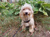 Opalescent, great for apartments, a female Maltipoo for sale in Interlochen, MI – 4 of 4