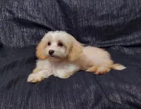 Holly- in home raised, non-shedding, a female Maltipoo for sale in Interlochen, MI – 4 of 4