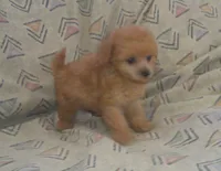 Hal - In-Home-Raised Toy Poodle male, a male Poodle - Toy  for sale in Interlochen, MI – 3 of 5