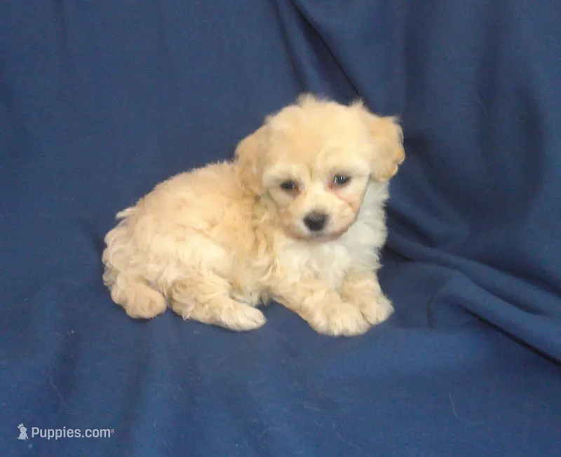 Zeus is in home raised & non-shedding – Maltese, Poodle - Toy  puppy for sale in Interlochen, MI