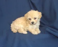 Zeus is in home raised & non-shedding, a male Maltese and Poodle - Toy  for sale in Interlochen, MI – 1 of 6