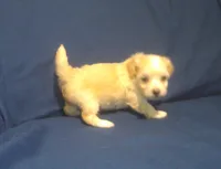 Amethyst, a female Maltipoo for sale in Interlochen, MI – 3 of 9