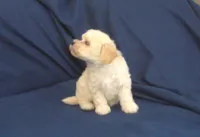 Zelda - non-shedding, in home raised, a female Maltipoo for sale in Interlochen, MI – 5 of 6