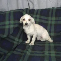 Casey, non-shedding, a male Maltipoo for sale in Interlochen, MI – Photo 2 of 2