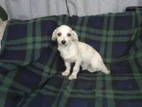 Casey, non-shedding, a male Maltipoo for sale in Interlochen, MI – Photo 2 of 2