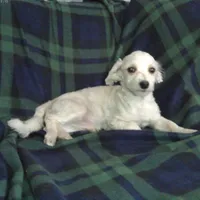 Casey, non-shedding, a male Maltipoo for sale in Interlochen, MI – Photo 1 of 2