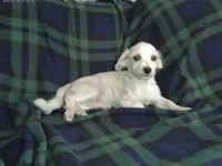 Casey, non-shedding, a male Maltipoo for sale in Interlochen, MI – Photo 1 of 2