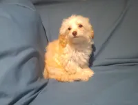 Scooter,  MaltiPoo male, non-shedding, in home raised, a male Maltipoo and Poodle - Toy  for sale in Interlochen, MI – 4 of 5