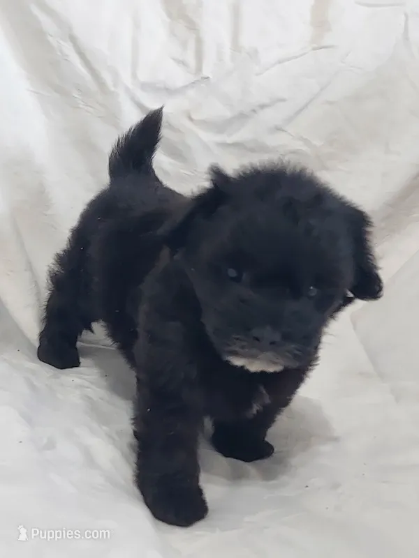 Mini, in-home-raised, no-shed