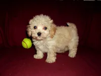 Henry -, a male Maltipoo for sale in Interlochen, MI – Photo 3 of 3