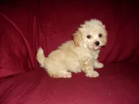 Henry -, a male Maltipoo for sale in Interlochen, MI – Photo 1 of 3