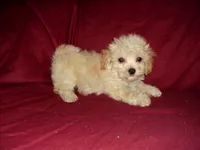 Henry -, a male Maltipoo for sale in Interlochen, MI – Photo 2 of 3